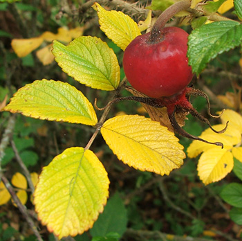  And a shiny red rosehip. 