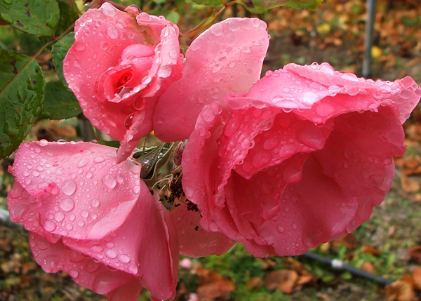  So pretty in the rain. 