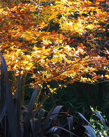  With a dark purple Phormium underneath. 