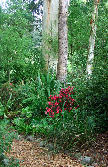  A little pond is hidden in the Phormiums and Azaleas. 