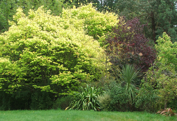  The Golden Elm is changing colour. 