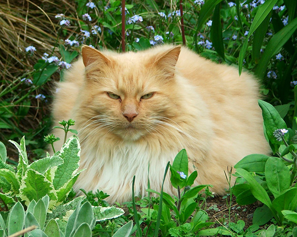  My big fluffy gardening cat. 