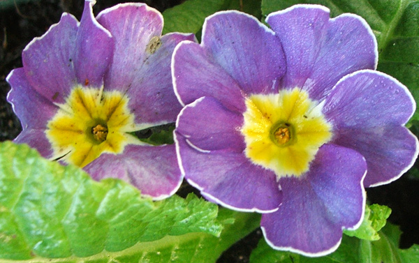  So pretty for winter pots. 