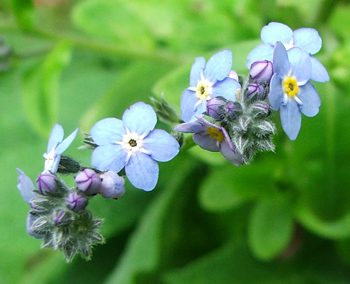  Pretty blues. 