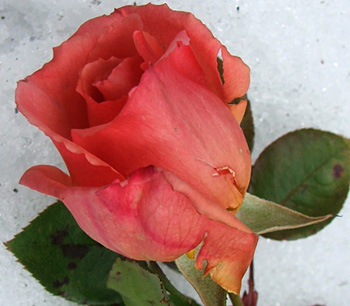  Lovely rose bud! 