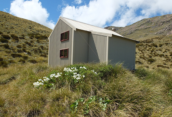  Ranunculus flowering in the tussock. 