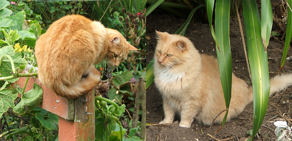  Percy on the post, and Fluff-Fluff on the dirt. 