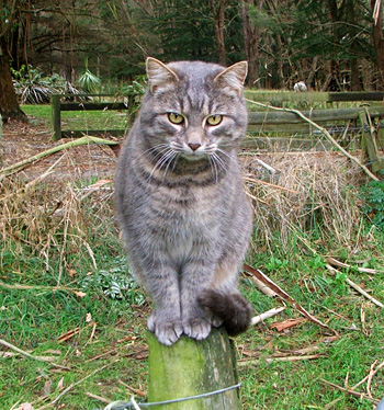  My Stables cat. 