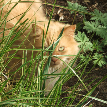  SIlly cat, trying to hide in the grass... 