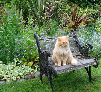  Fluff-Fluff in the spring garden. 