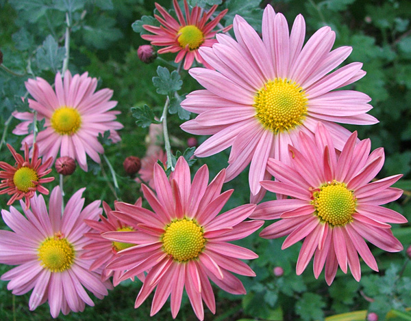  These grow in the Stables Garden. 