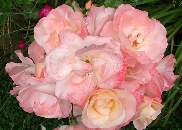  In the Stables Garden 