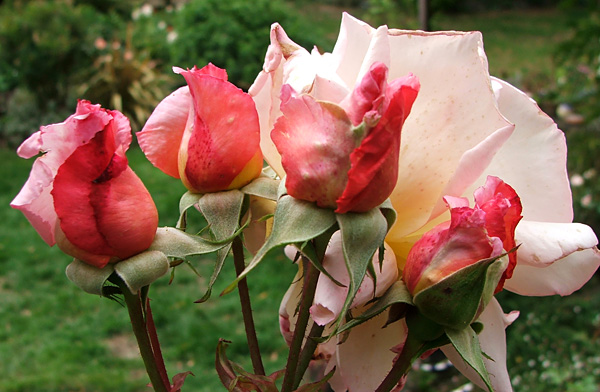  With highly saturated colour in the rosebuds. 