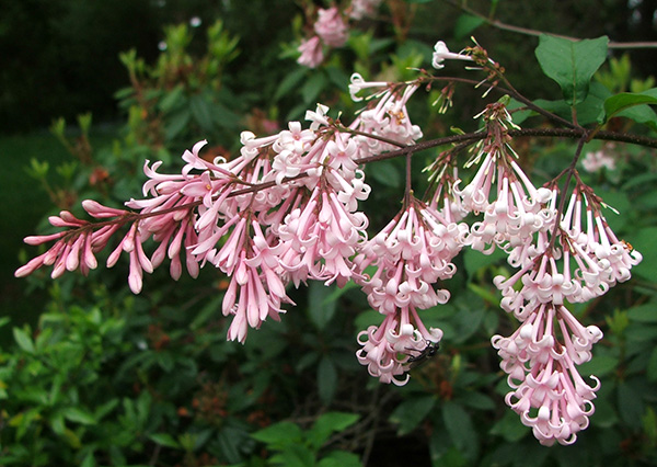  Syringa x josiflexa Bellicent 