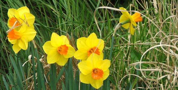  Spring yellows. 