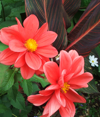  With Canna lilies. 