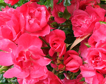  Bright pink Flower Carpet. 