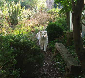  Dog on the glass-hosue path. 