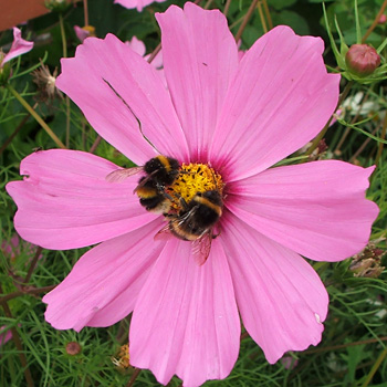  The bees love these pretty annuals. 
