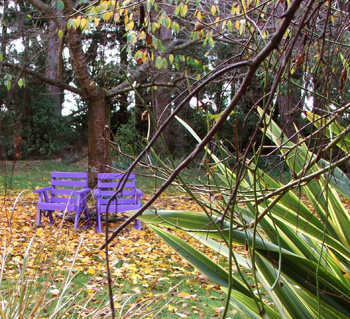  With a striped Phormium in the foreground. 