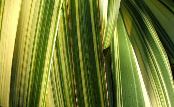  Lovely stripes! 