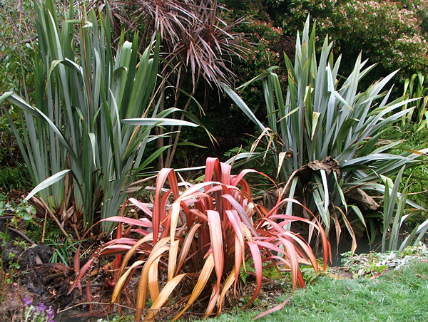  The red one is a cookianum hybid, the tall stiff ones are species tenax. 