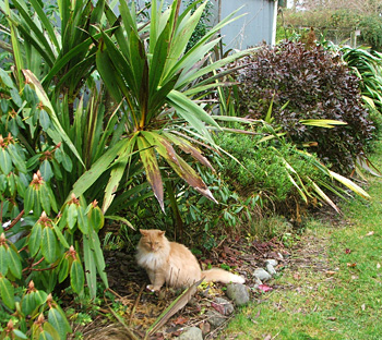  In amongst the rhododendron buds. 