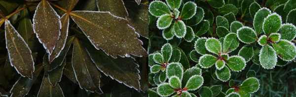  A brown Pseudopanax and a green Escallonia. 