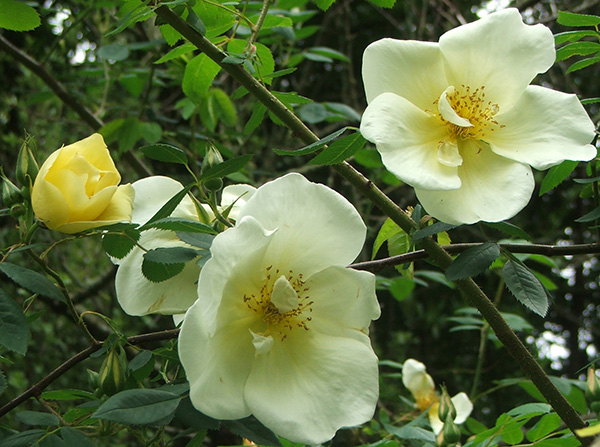  A large shrub, reaching into the trees. 