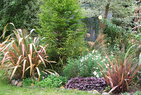  Heuchera and white daisies are livening up the border edge. 