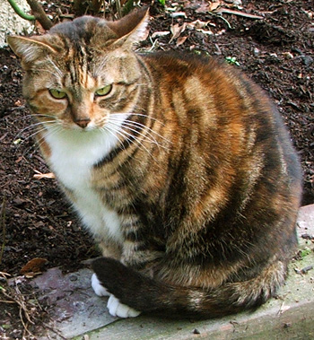  Watching me weeding. 