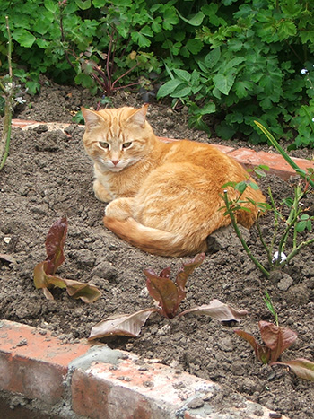  My ornamental ginger boy! 