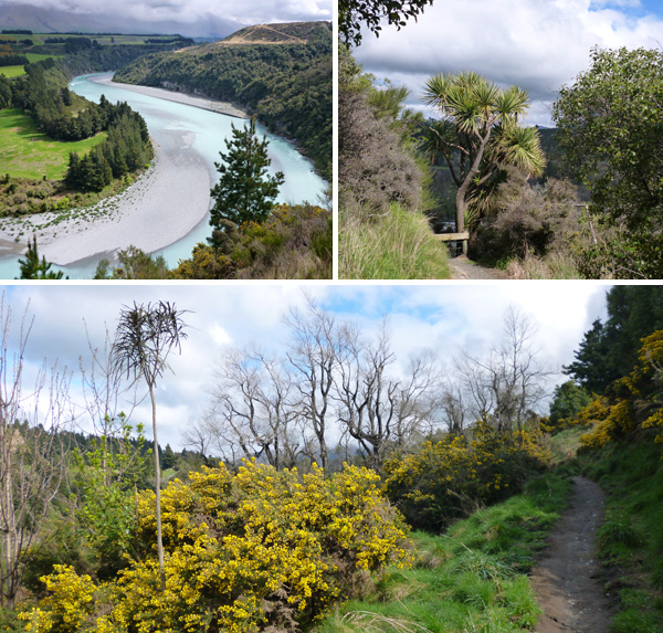  The yellow flowers are gorse shrubs. 