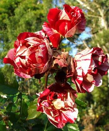  On a really tall rose cane. 