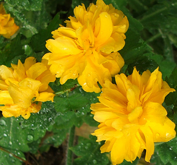  I rather like this spring flowering shrub. 