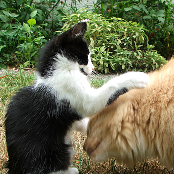  Little Mac and big Fluff-Fluff. 