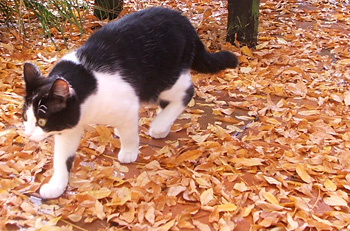  Walking over the autumn Wisteria leaves. 