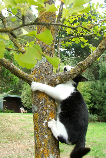  Little Mac in the Gingko. 