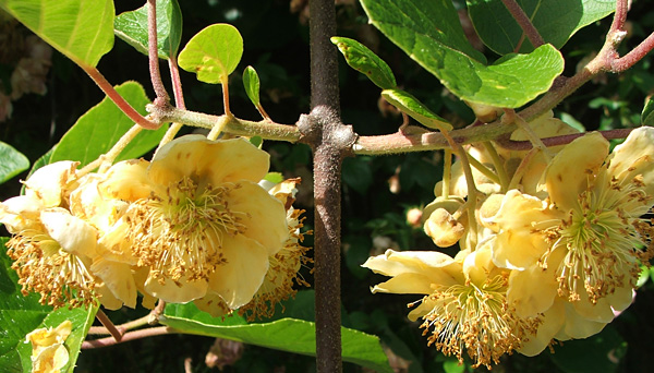  Flowers in December, in New Zealand's summer. 