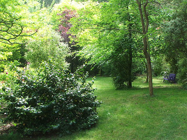  A photograph of the Driveway Lawn, most of which cannot be seen! 