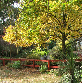  I think that's a Lime tree, just dropping its leaves. 