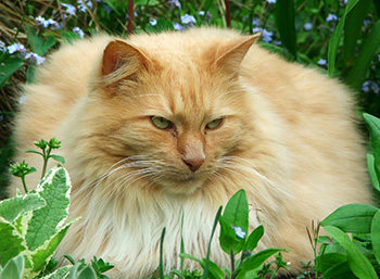  Merry Christmas to all the gardening cats out there! 