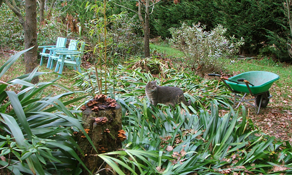  Lurking in the iris japonica. 