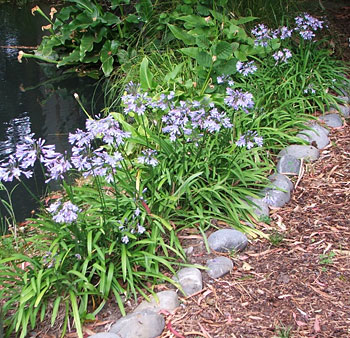  Planted along the edge of the pond. 