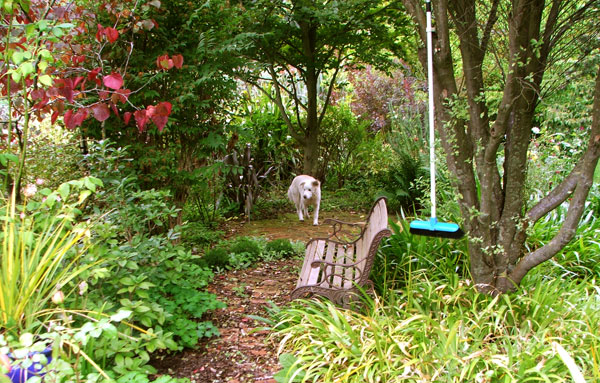  The courtyard in the Dog-Path Garden. 