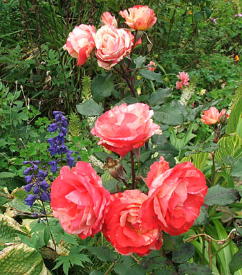  Beautiful late flowering roses. 