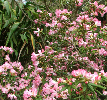  With a green Phormium. 