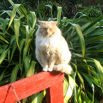  In his winter colours. 