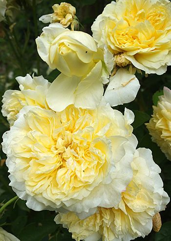  David Austin beauties. 