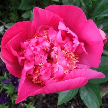  A large flowered variety, name unknown. 